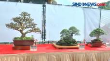 Wow! Bonsai Harga Setengah...