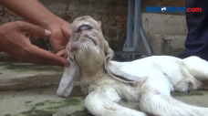 Aneh, Anak Kambing Berkepala...
