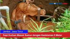 Sapi Kurban Masuk Sumur...