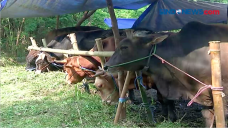 Omzet Penjualan Hewan...