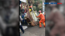 Sapi 1 Ton Lepas dan...