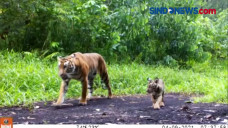Viral! Penampakan Harimau...