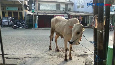 Pemotongan Hewan Kurban...