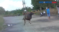 Sapi Kurban Seberat...