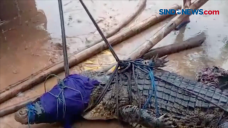 Resahkan Warga, Buaya...