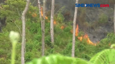 Kebakaran Hutan Terjadi...