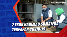 2 Ekor Harimau Sumatera...