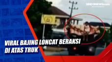 Viral Bajing Loncat...
