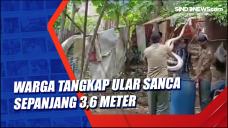 Warga Tangkap Ular Sanca...