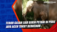 Teror Gajah Liar Bikin...
