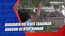Budidaya 80 Jenis Tanaman...