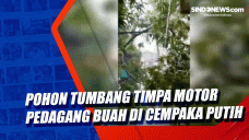 Pohon Tumbang Timpa...