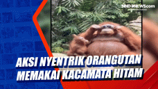 Aksi Nyentrik Orangutan...