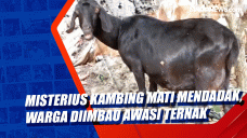 Misterius Kambing Mati...