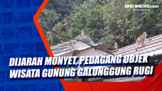 Dijarah Monyet, Pedagang...