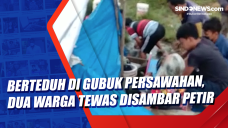 Berteduh di Gubuk Persawahan,...
