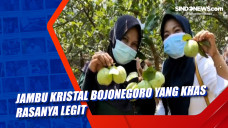 Jambu Kristal Bojonegoro...