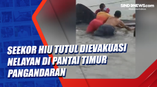 Seekor Hiu Tutul Dievakuasi...