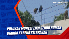 Puluhan Monyet Liar...