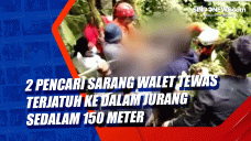 2 Pencari Sarang Walet...