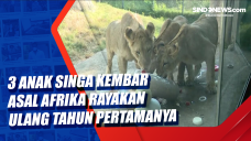 3 Anak Singa Kembar...