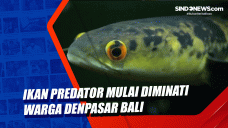 Ikan Predator Mulai...