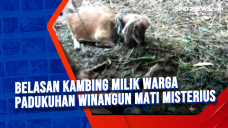 Belasan Kambing Milik...