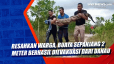 Resahkan Warga, Buaya...