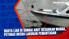Buaya Liar di Sungai...
