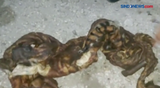 Penjual Kulit Harimau...
