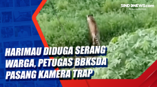 Harimau Diduga Serang...