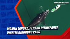 Momen Langka, Perahu...