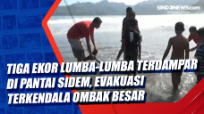 Tiga Ekor Lumba-lumba...