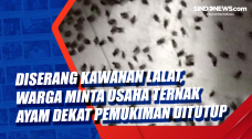 Diserang Kawanan Lalat,...