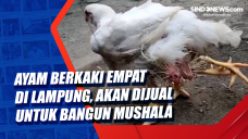 Ayam Berkaki Empat di...