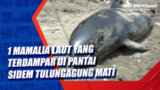 1 Mamalia Laut Yang...