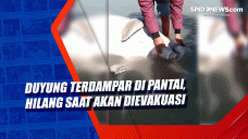 Duyung Terdampar di...