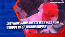 Lagi Naik Daun, Bisnis...