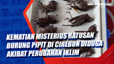 Kematian Misterius Ratusan...