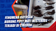Fenomena Ratusan Burung...
