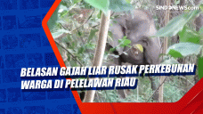 Belasan Gajah Liar Rusak...