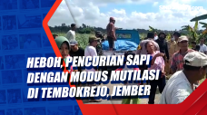Heboh, Pencurian Sapi...