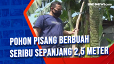 Pohon Pisang Berbuah...