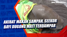 Akibat Makan Sampah,...