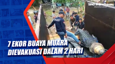 7 Ekor Buaya Muara Dievakuasi...