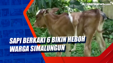 Sapi Berkaki 6 Bikin...