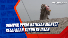Dampak PPKM, Ratusan...