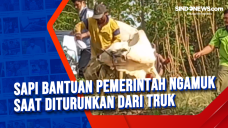 Sapi Bantuan Pemerintah...