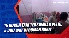 15 Buruh Tani Tersambar...