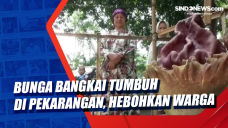 Bunga Bangkai Tumbuh...